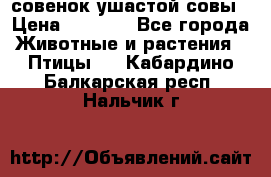 совенок ушастой совы › Цена ­ 5 000 - Все города Животные и растения » Птицы   . Кабардино-Балкарская респ.,Нальчик г.